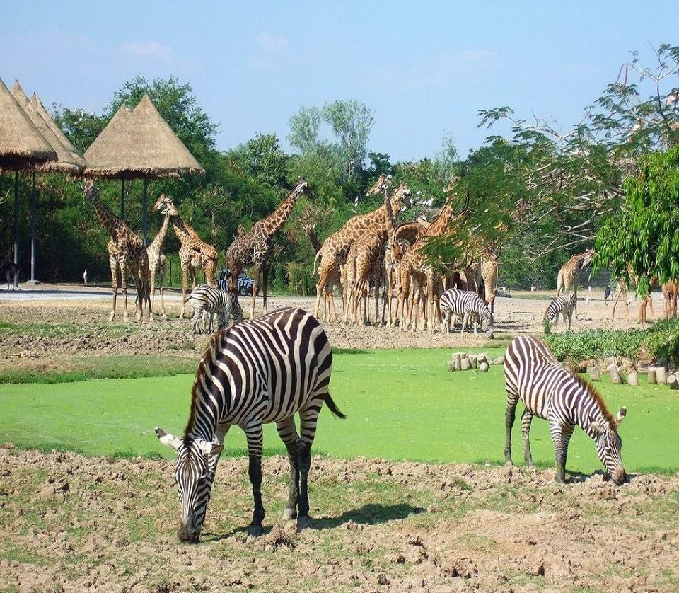 Safari Hồ Tràm - Địa điểm thu hút nhiều khách du lịch tiềm năng